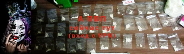 прущие грибы Дмитров
