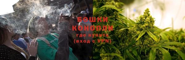 прущие грибы Дмитров
