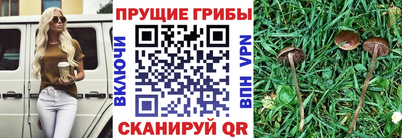 Псилоцибиновые грибы прущие грибы  Купить закладки  Шлиссельбург 